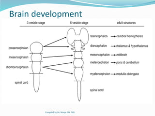 Comprehensive Embryology of the Nervous System: Development and ...