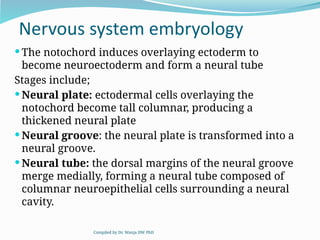 Neuroectoderm Development Comprehensive Embryology of the Nervous System: Development and ...