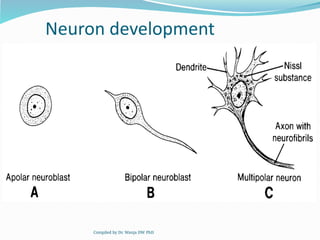 Comprehensive Embryology of the Nervous System: Development and ...