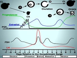 Lecture 3 estrous cycle and estrus signs in domestic animals | PDF