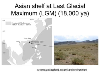 Asian shelf at Last Glacial
Maximum (LGM) (18,000 ya)
Artemisia grassland in semi-arid environment
 