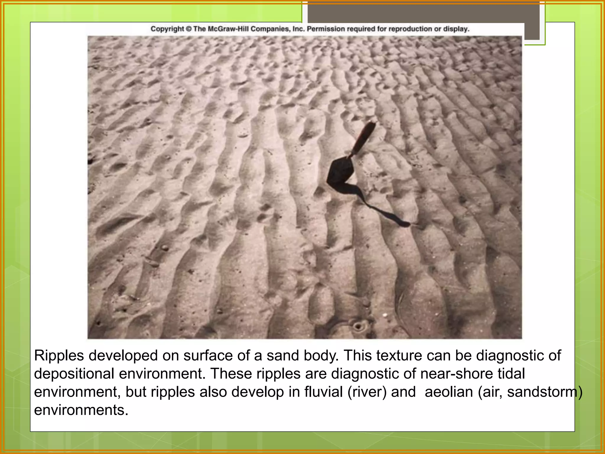 Ripples developed on surface of a sand body. This texture can be diagnostic of 
depositional environment. These ripples are diagnostic of near-shore tidal 
environment, but ripples also develop in fluvial (river) and aeolian (air, sandstorm) 
environments. 
 