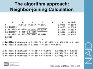 The algorithm approach:
Neighbor-joining Calculation
Hillis, Moritz, and Mable 1996, p. 489
A to Node 1 distance = (0.2147 + 0.3091 - 0.2795)/2 = 0.1222
B to Node 1 distance = (0.2991 + 0.3399 - 0.2795)/2 = 0.1798
E to Node 1 distance = (0.3943 + 0.4298 - 0.2795)/2 = 0.2719
C to Node 1 distance = 0.2795/2 + (0.3959 - 0.4525)/2 = 0.1114
D to Node 1 distance = 0.2795 - 0.1114 = 0.1681
R/(N-2)
0.3093
0.3388
0.3959
0.4525
0.4205
R
0.9279
1.0163
1.1876
1.3574
1.2616
A B C D E
A - 0.1715 0.2147 0.3091
0.2326
B - 0.2991 0.3399
0.2058
C - 0.2795
0.3943
D -
0.4289
E -
-0.4766
-0.4905 -0.4356
-0.4527 -0.4514 -0.5689
-0.4972 -0.5535 -0.4221 -0.4441
 