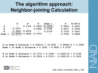 Hillis, Moritz, and Mable 1996, p. 489
B to Node 2 distance = (0.1715 + 0.1798 - 0.1222)/2 = 0.1146
E to Node 2 distance = (0.2326 + 0.2719 - 0.1222)/2 = 0.1912
A to Node 2 distance = 0.1222/2 + (0.2631 – 0.2869)/2 = 0.0492
Node 1 to Node 2 distance = 0.1222 – 0.0492 = 0.0730
R/(N-2)
0.2631
0.2785
0.3551
0.2869
R
0.5263
0.5571
0.7103
0.5739
A B E Node 1
A - 0.1715 0.2326 0.1222
B - 0.2058 0.1798
E - 0.2719
Node 1 -
-0.3701
-0.3856 -0.4278
-0.4278 -0.3856 -0.3701
The algorithm approach:
Neighbor-joining Calculation
 