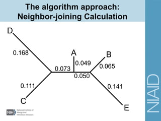 A B
C
D
E
0.141
0.065
0.050
0.049
0.073
0.168
0.111
The algorithm approach:
Neighbor-joining Calculation
 