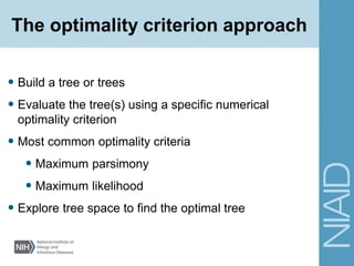 The optimality criterion approach
• Build a tree or trees
• Evaluate the tree(s) using a specific numerical
optimality criterion
• Most common optimality criteria
• Maximum parsimony
• Maximum likelihood
• Explore tree space to find the optimal tree
 