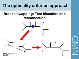 Branch swapping: Tree bisection and
reconnection
A
B
C D
E
F
G
X
C
A
B D
E
F
G
A
C
B G
F
D
E
The optimality criterion approach
 