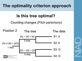 Counting changes (Fitch parsimony)
Is this tree optimal?
The tree The data
S1: A
S2: A
S3: G
S4: G
{A}  {A} = {A}
0 step
{A} U {G} = {AG}
1 step
{G}  {G} = {G}
0 step
Position 2
The optimality criterion approach
 
