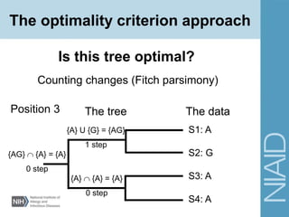 Counting changes (Fitch parsimony)
Is this tree optimal?
The tree The data
S1: A
S2: G
S3: A
S4: A
{A} U {G} = {AG}
1 step
{AG}  {A} = {A}
0 step
{A}  {A} = {A}
0 step
Position 3
The optimality criterion approach
 