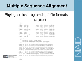 NEXUS
#NEXUS
[Name: HCVT050 Len: 1823 Check: 5A341084]
[Name: HCVT142 Len: 1823 Check: AB5C0B76]
[Name: HCVT169 Len: 1823 Check: 7EAF66DA]
[Name: SE03071689 Len: 1823 Check: 1EFF8405]
[Name: HCVT221 Len: 1823 Check: 3D0C96F0]
[Name: MD2_2 Len: 1823 Check: 1E2A0948]
[Name: HCV1b Len: 1823 Check: BC29D7FB]
[Name: Contig0001 Len: 1823 Check: CD240524]
[Name: HCVT140 Len: 1823 Check: 2A5C0D4E]
begin data;
dimensions ntax=9 nchar=1823;
format datatype=dna interleave missing=-;
matrix
HCVT050 GGTCTTGGTCTACTGTGAGC GAGGAGGCCGGTGAGGACGT
HCVT142 GGTCTTGGTCTACCGTGAGT GAGGAGGCCACTGAGGACGT
HCVT169 GGTCTTGGTCTACCGTGAGC GAGGAGGCTAGTGAGGACGT
SE0307168 GGTCGTGGTCCACCGTGAAC GAGGAGGCTGGTGAGGACGT
HCVT221 GGTCTTGGTCTACCGTGAGC GAGGAGGCCAGTGAAGACGT
MD2_2 GGTCTTGGTCTACTGTAAGC GAGGAGGCTAGTGAGGACGT
HCV1b GGTCTTGGTCTACCGTGAGC GAAGAGGCTGGTGAGGATGT
Contig000 GGTCTTGGTCTACCGTGAGC GAGGAGGCTAGTGAGGACGT
HCVT140 GGTCTTGGTCTACTGTGAGC GAGGAGGCTAGTGAGGATGT
;
end;
Phylogenetics program input file formats
Multiple Sequence Alignment
 