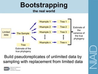 Build pseudoreplicates of unlimited data by
sampling with replacement from limited data
Limited
data
The Sample
Tree 1
Tree 2
Tree 3
Tree n
Estimate of
the
variance of
the true
phylogeny
Ψsample n
Ψsample 3
Ψsample 2
Ψsample 1
Tree
Estimate of the
true phylogeny
Bootstrapping
the real world
 