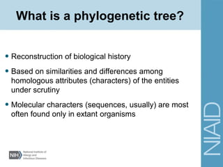 What is a phylogenetic tree?
• Reconstruction of biological history
• Based on similarities and differences among
homologous attributes (characters) of the entities
under scrutiny
• Molecular characters (sequences, usually) are most
often found only in extant organisms
 