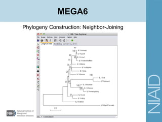 Phylogeny Construction: Neighbor-Joining
MEGA6
 