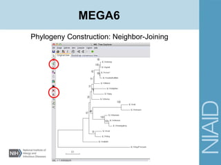 Phylogeny Construction: Neighbor-Joining
MEGA6
 