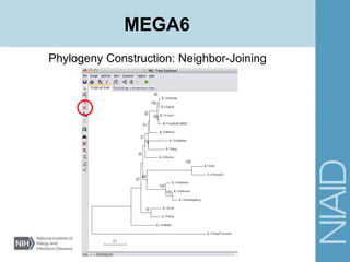 Phylogeny Construction: Neighbor-Joining
MEGA6
 