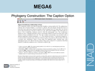 Phylogeny Construction: The Caption Option
MEGA6
 