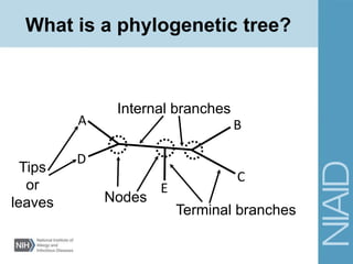A
D
E
C
B
Internal branches
Terminal branches
Tips
or
leaves Nodes
What is a phylogenetic tree?
 