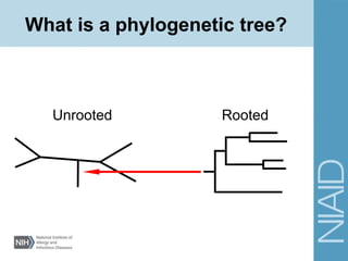 Unrooted Rooted
What is a phylogenetic tree?
 