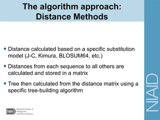 The algorithm approach:
Distance Methods
• Distance calculated based on a specific substitution
model (J-C, Kimura, BLOSUM64, etc.)
• Distances from each sequence to all others are
calculated and stored in a matrix
• Tree then calculated from the distance matrix using a
specific tree-building algorithm
 