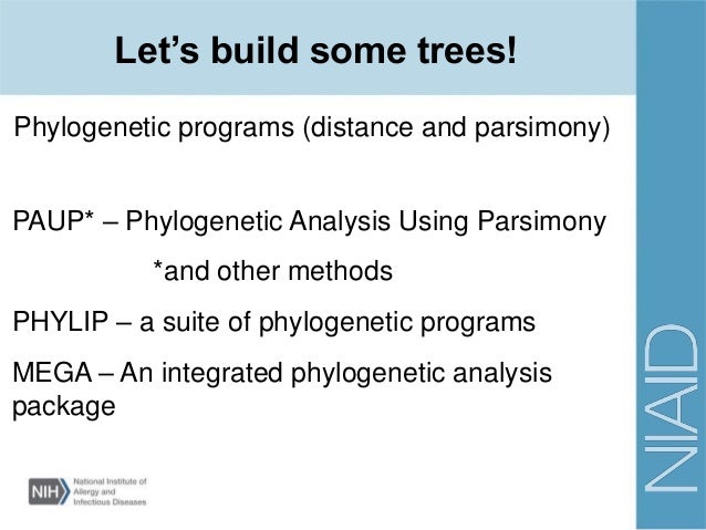 phylogenetics tree building