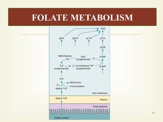 Lecture 3 Folate and B12 metabolasm and Megaloblastic anemia-1.pptx