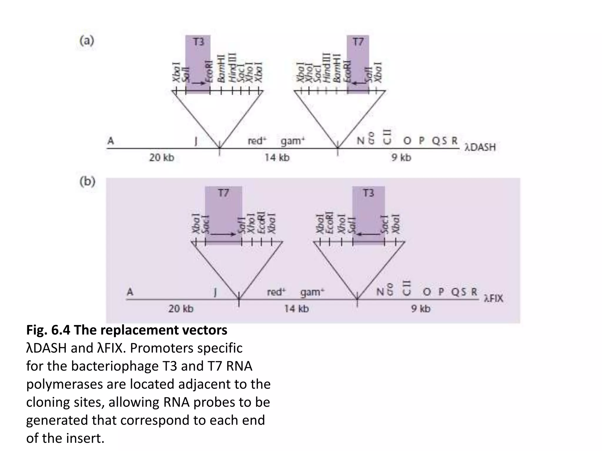 Fig. 6.4 The replacement vectors
λDASH and λFIX. Promoters specific
for the bacteriophage T3 and T7 RNA
polymerases are located adjacent to the
cloning sites, allowing RNA probes to be
generated that correspond to each end
of the insert.
 