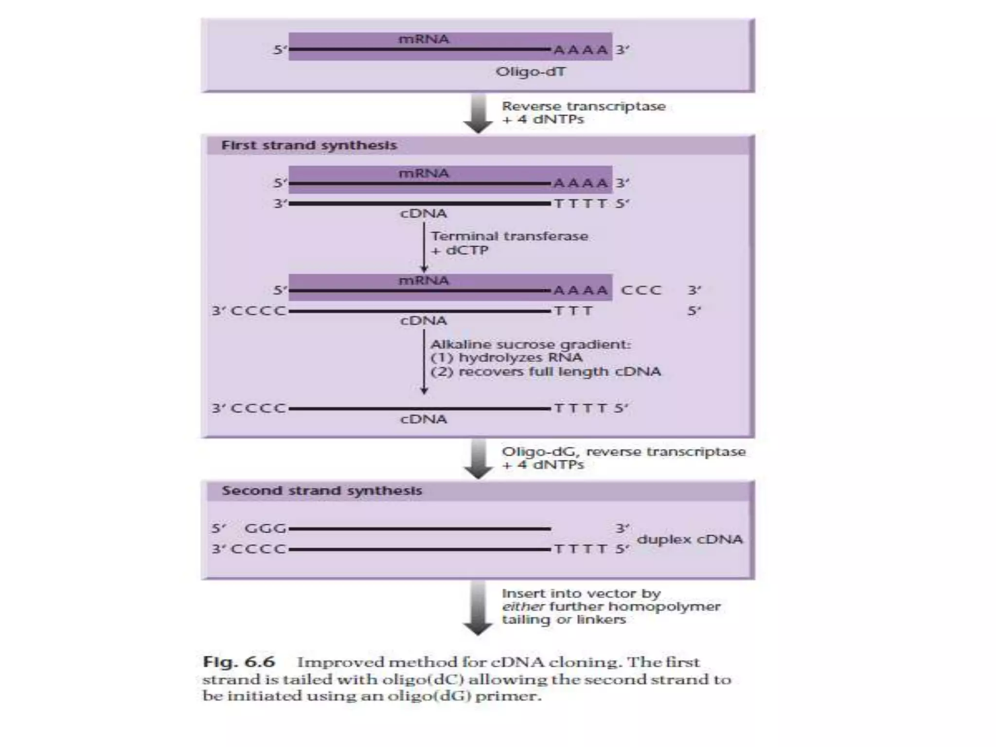 Lecture 3 gene cloning strategies