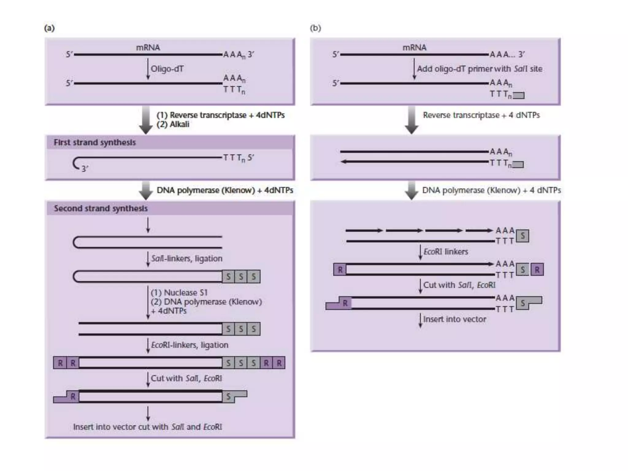 Lecture 3 gene cloning strategies