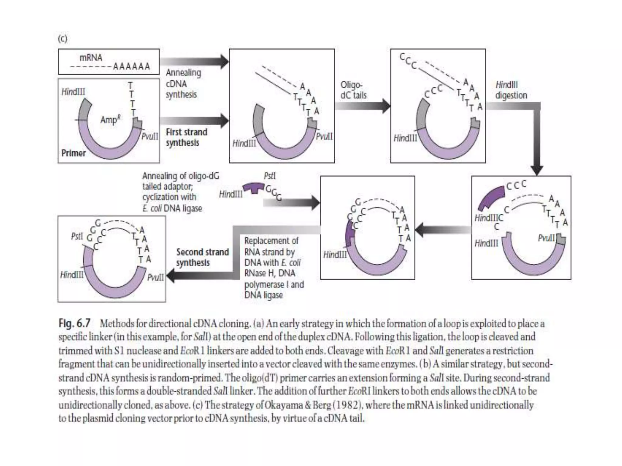 Lecture 3 gene cloning strategies