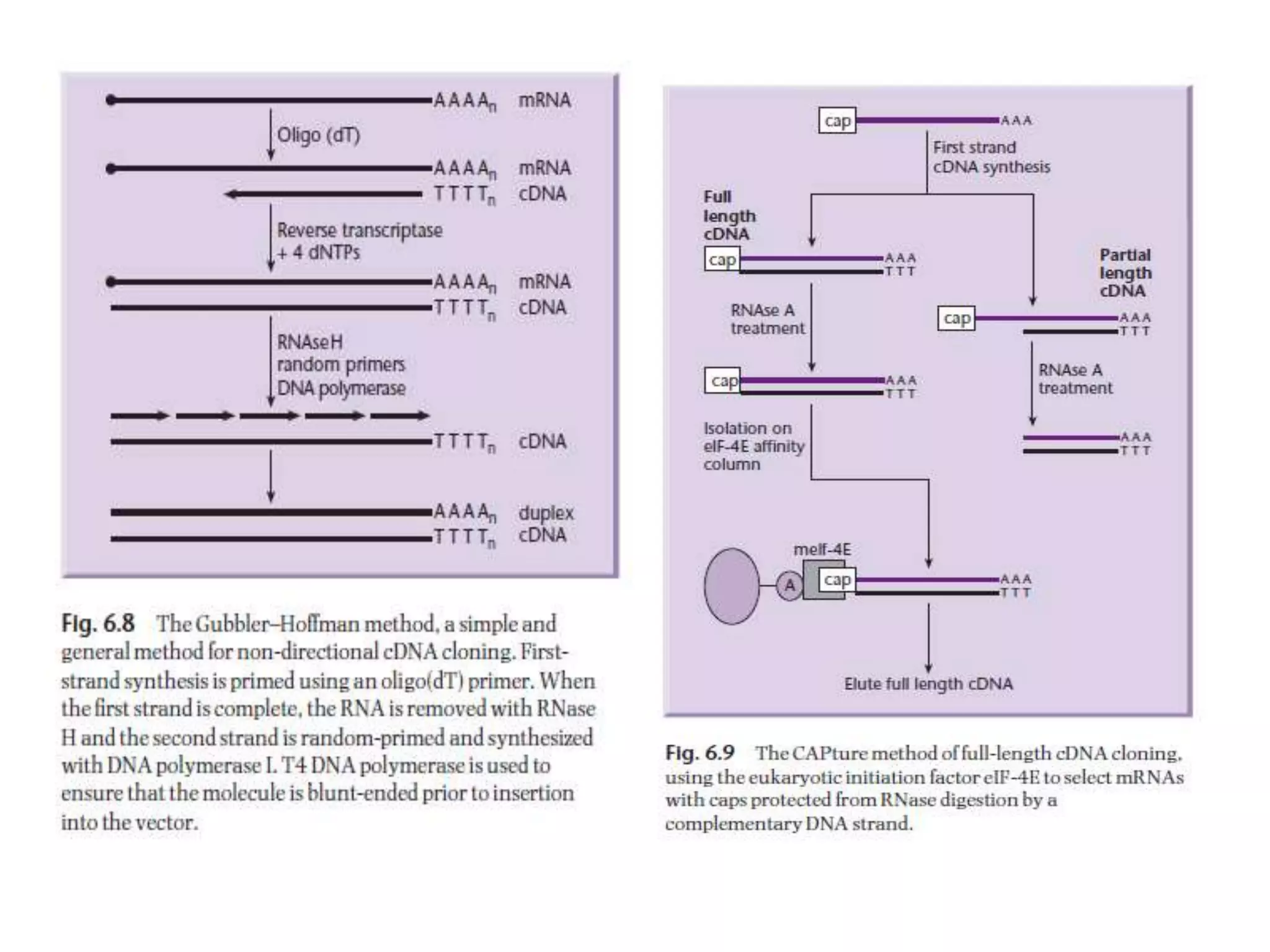 Lecture 3 gene cloning strategies