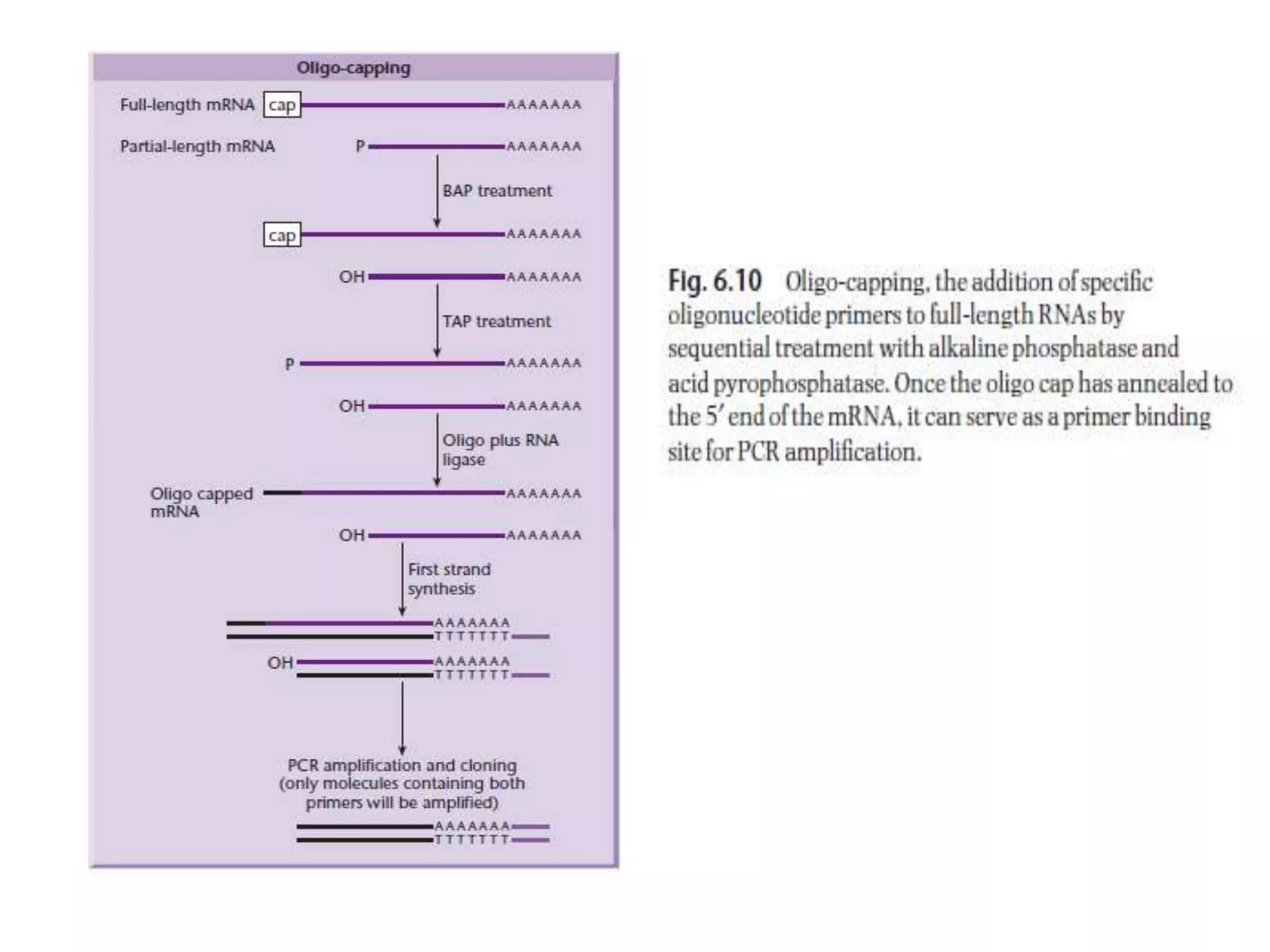 Lecture 3 gene cloning strategies
