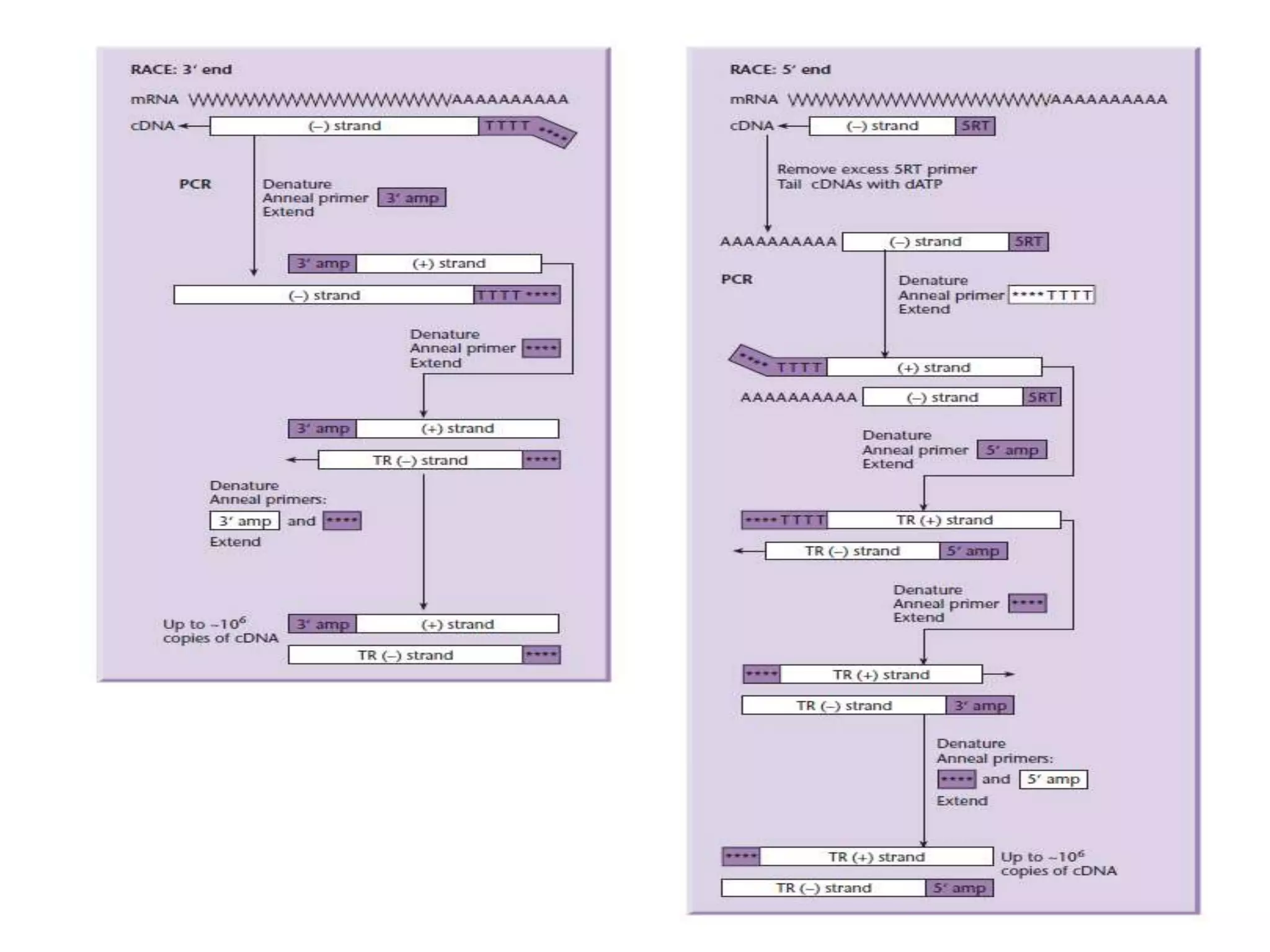 Lecture 3 gene cloning strategies