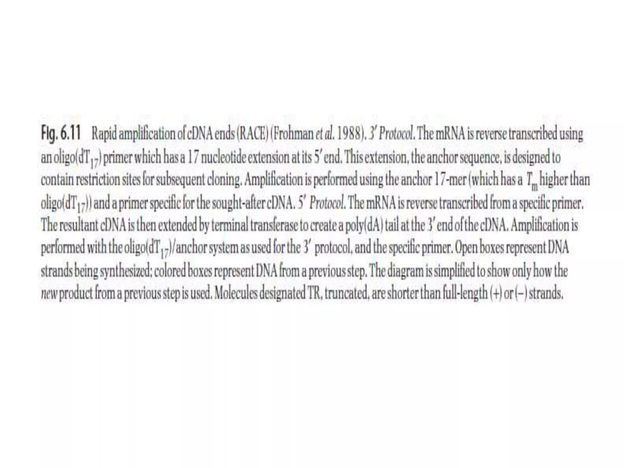 Lecture 3 gene cloning strategies