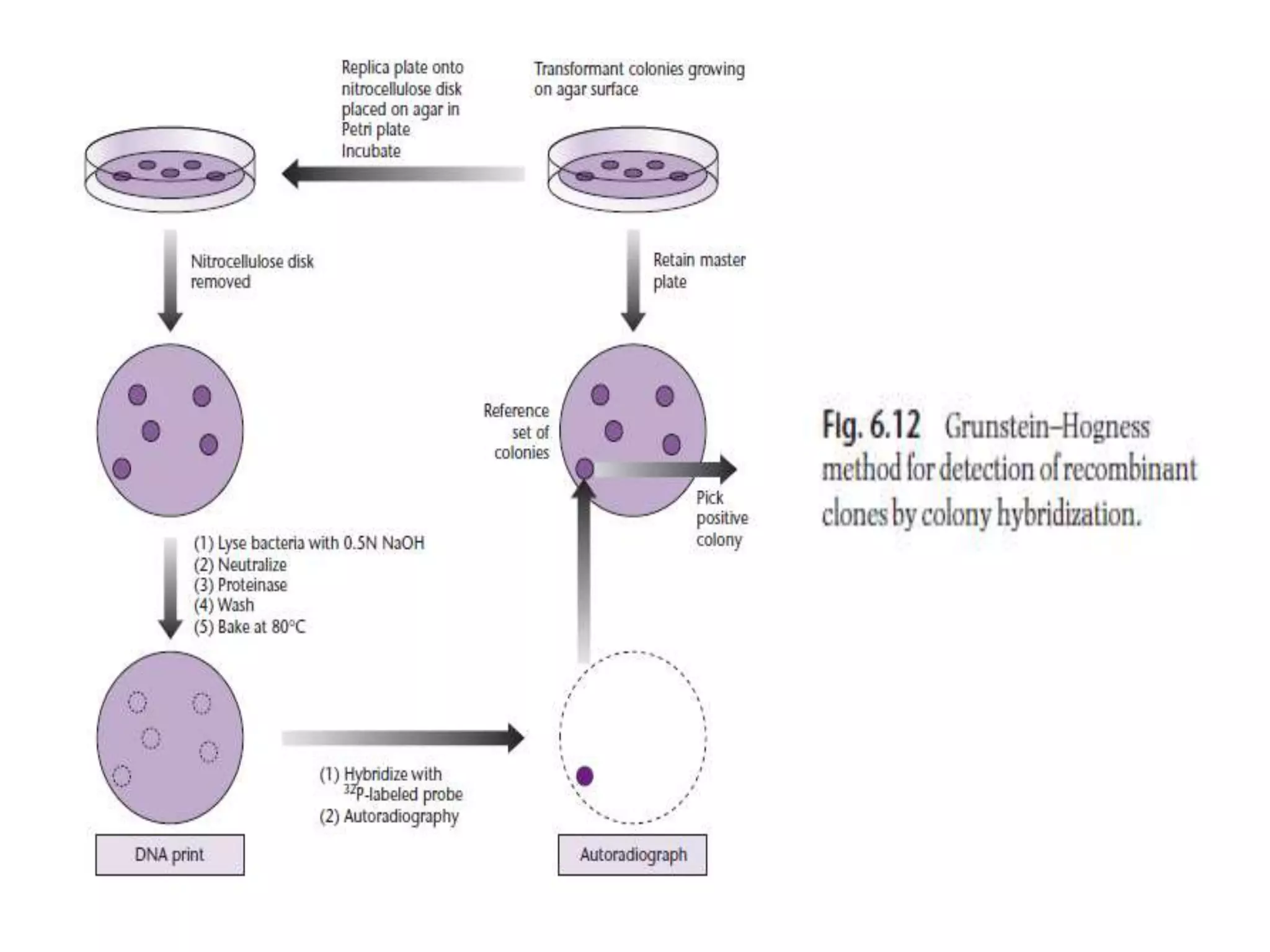 Lecture 3 gene cloning strategies