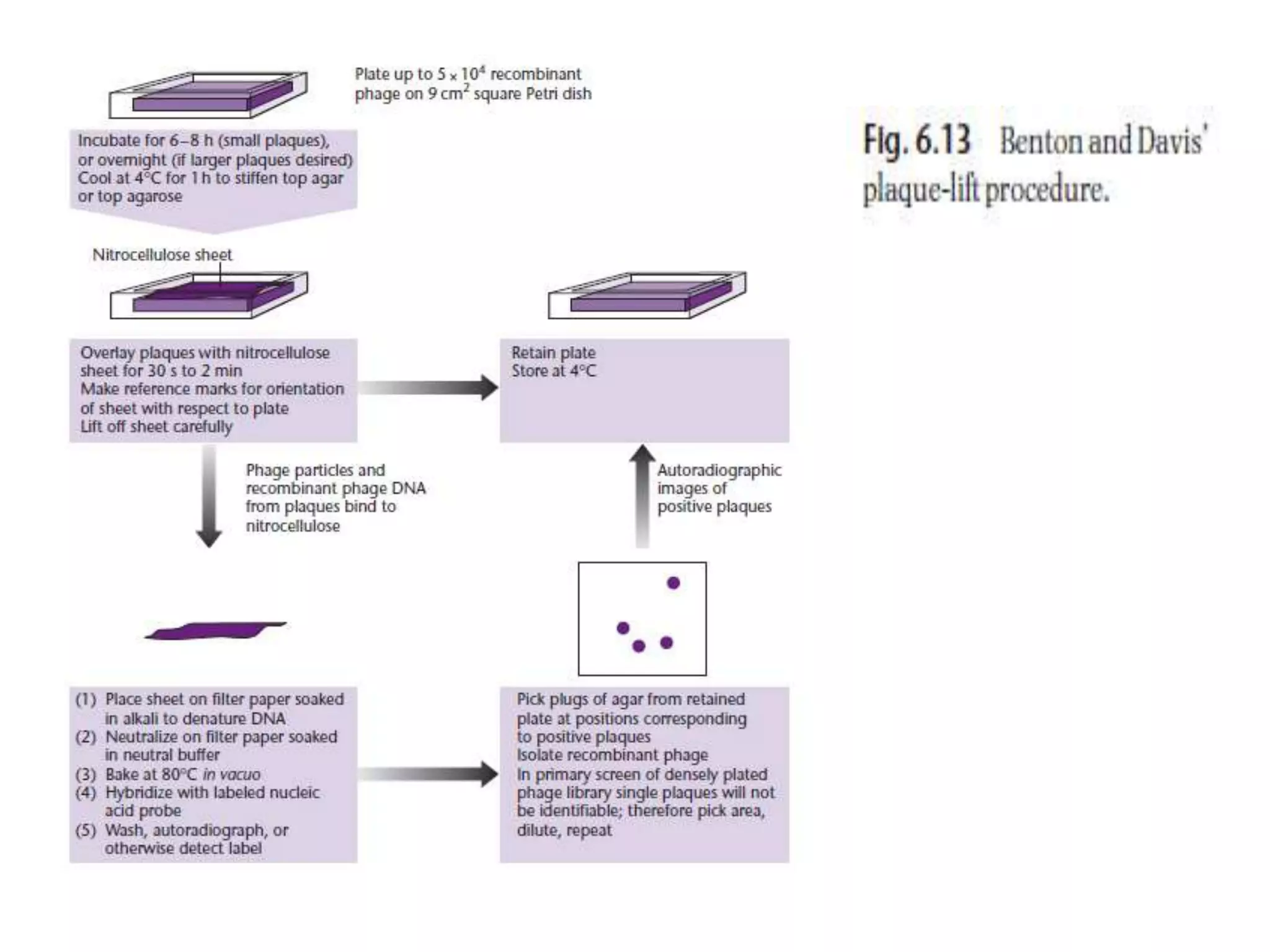 Lecture 3 gene cloning strategies