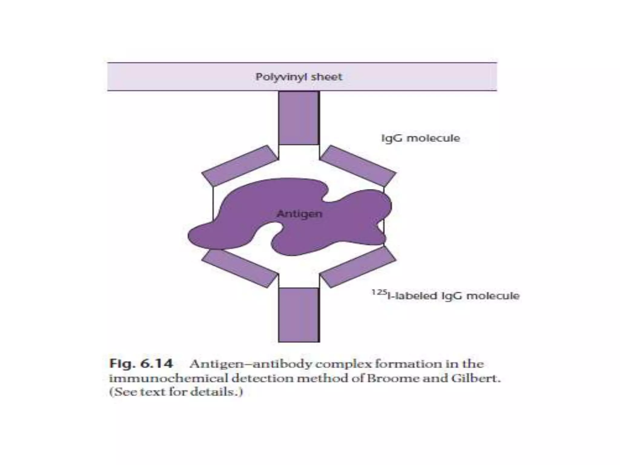 Lecture 3 gene cloning strategies