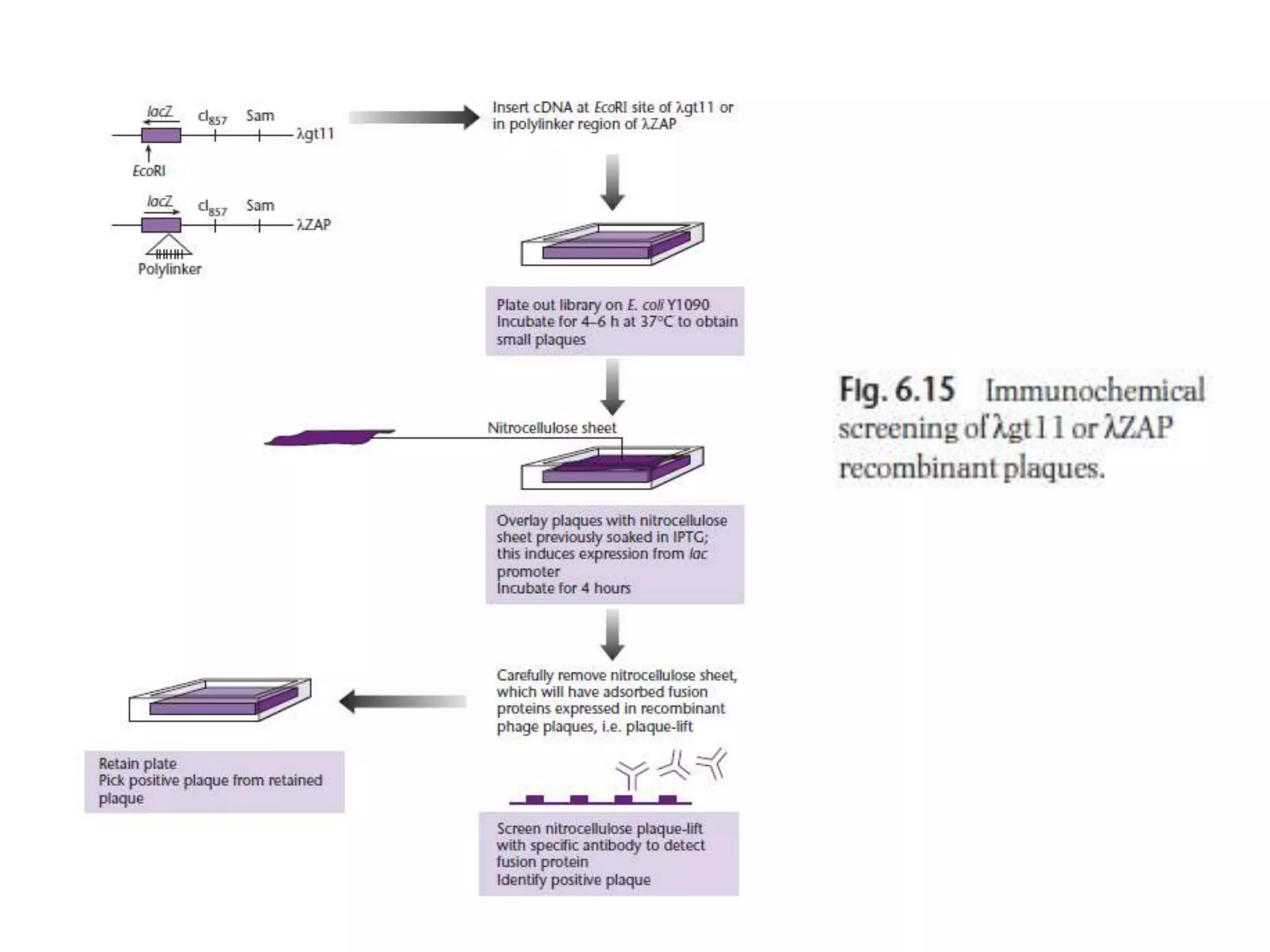 Lecture 3 gene cloning strategies