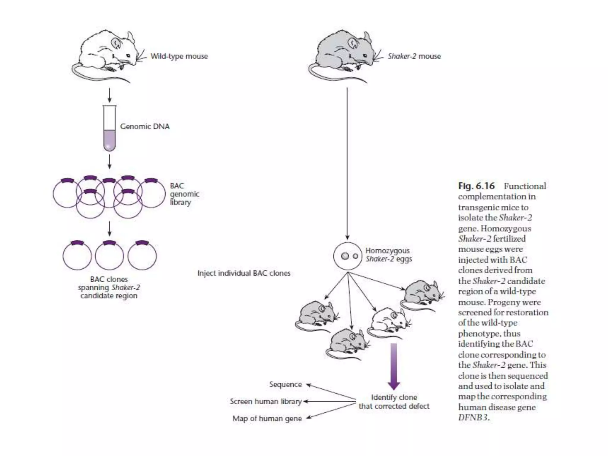 Lecture 3 gene cloning strategies