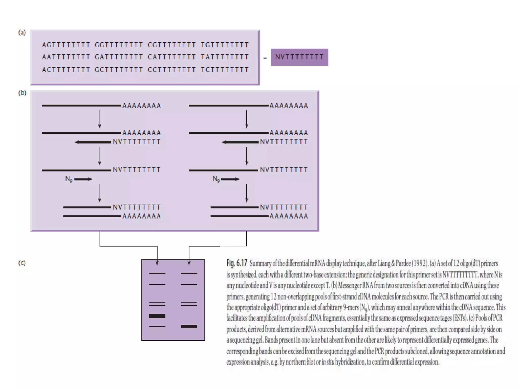 Lecture 3 gene cloning strategies