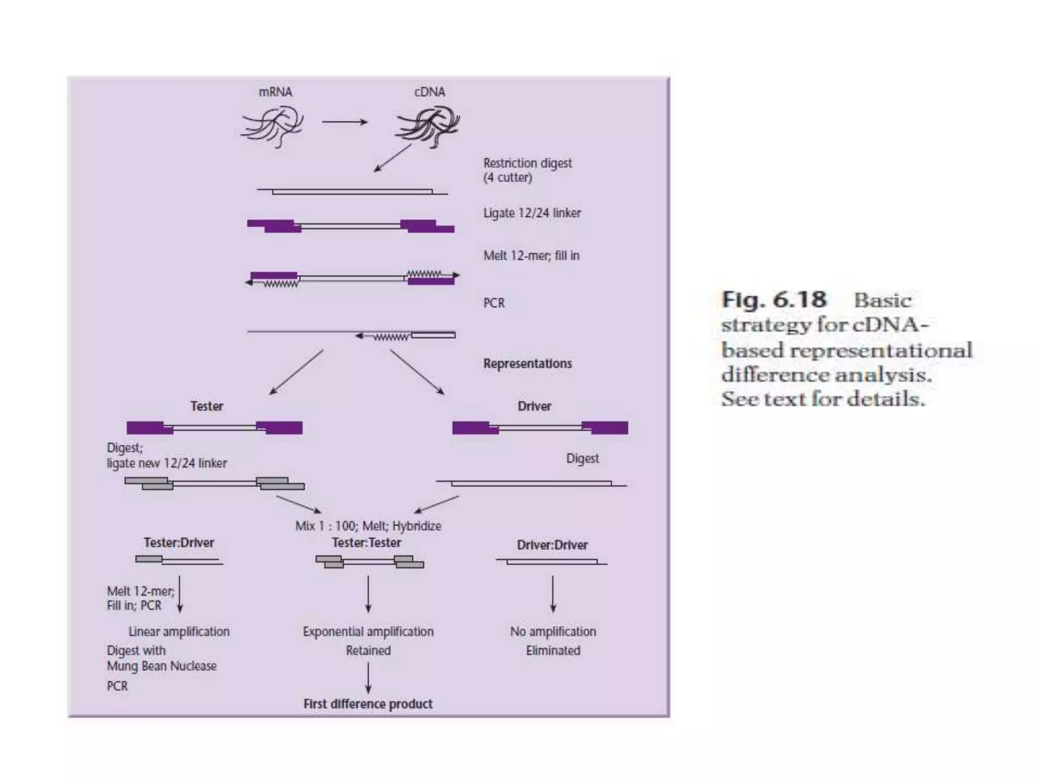 Lecture 3 gene cloning strategies
