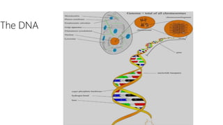 lecture 3 Gene expression pptx | PPTX