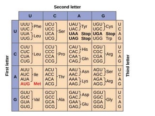 lecture3geneticcontrolcellreproduction-180702011658.pdf