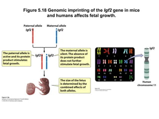 Figure 5.18 Genomic imprinting of the Igf2 gene in mice
           and humans affects fetal growth.
 