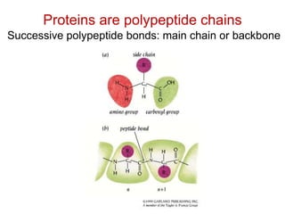 Proteins are polypeptide chains
Successive polypeptide bonds: main chain or backbone
 