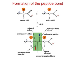 Formation of the peptide bond
 