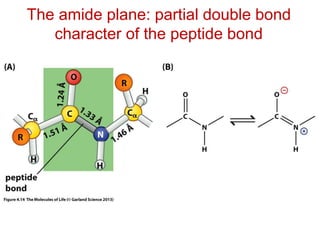 The amide plane: partial double bond
character of the peptide bond
 