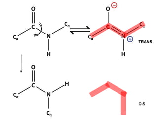 Cα
Cα
Cα
Cα
H
Cα
Cα
Cα
Cα
H
TRANS
CIS
 