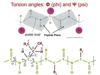 Torsion angles: Φ (phi) and Ψ (psi)
Peptide Plane
 