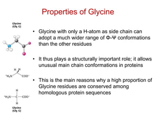 Properties of Glycine
• Glycine with only a H-atom as side chain can
adopt a much wider range of Φ-Ψ conformations
than the other residues
• It thus plays a structurally important role; it allows
unusual main chain conformations in proteins
• This is the main reasons why a high proportion of
Glycine residues are conserved among
homologous protein sequences
 