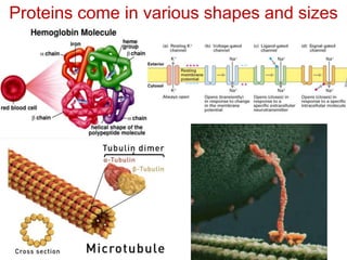 Proteins come in various shapes and sizes
 